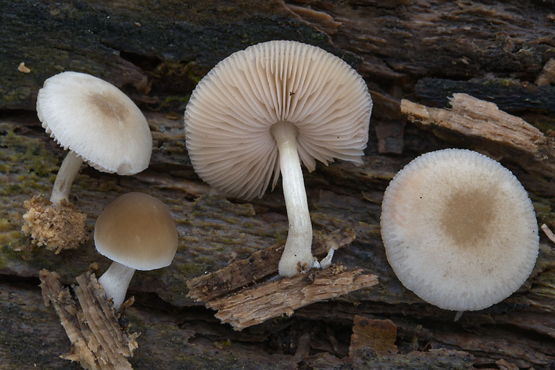 Pluteus semibulbosus